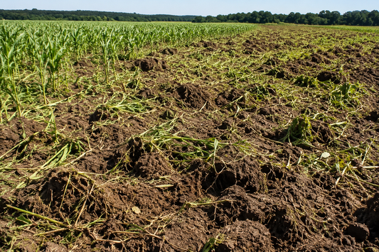 Why Wild Hog Population Control Is Critical for South Carolina Landowners and Farmers