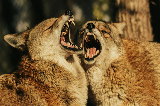 Unchecked Coyote Populations in the Southeast: Why Predator Management Matters